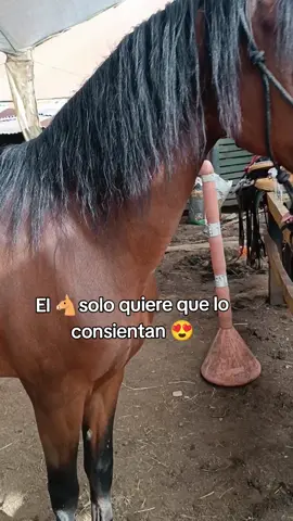 El 🐴solo quiere que lo consientan 😍#caballos #amorporloscaballos #caballistasdecorazon #rockycueros 