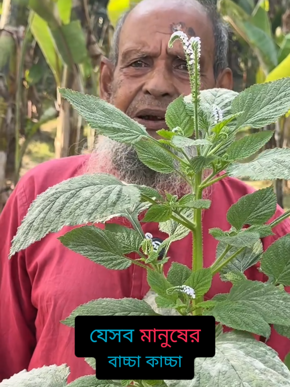 হা'তি সু'র গাছের শিকড়ের উপকারিতা জানতে পুরো ভিডিওটি দেখুন। @TikTok Bangladesh @TikTok for Good @TikTok Indonesia @For You @For You House ⍟ @BanglaVision 