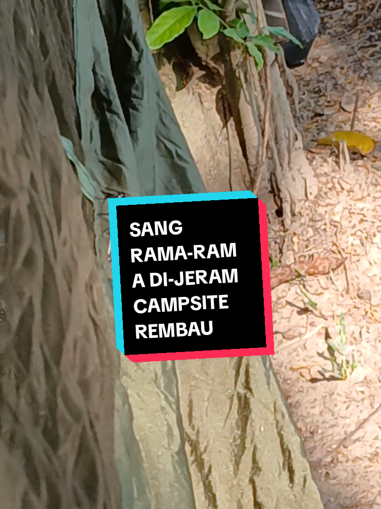 HASIL SUSAH-PAYAH AMBIL VIDEO SI-SANG RAMA-RAMA YANG CANTIK  NI DI-JERAM CAMPSITE REMBAU. #rama ²🦋 #video #jeramcampsiterembau #negerisembilan #tenangisgood #nationalgeographic  #sahabatbosskay #sahabathjhalim #sahabatnasrisani #fyp #fyppage #fypviralシviral #fyppppppppppppppppppppppp 