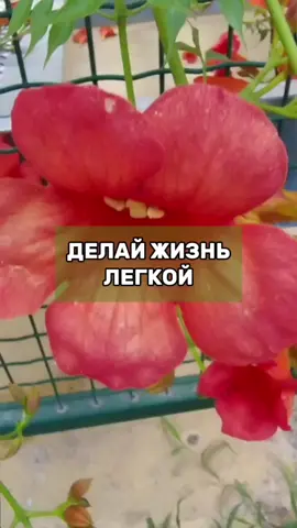 #осознанность #позитивноенастрой #законпритяжения #силамысли 