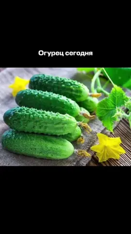 ты меня плохо знаешь #дагестан #кавказ 