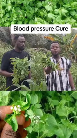 #herbal #herbalmedicine #fyp #viralvideos #creatorsearchinsight #1millionviews🔥 #1millionviews🔥 