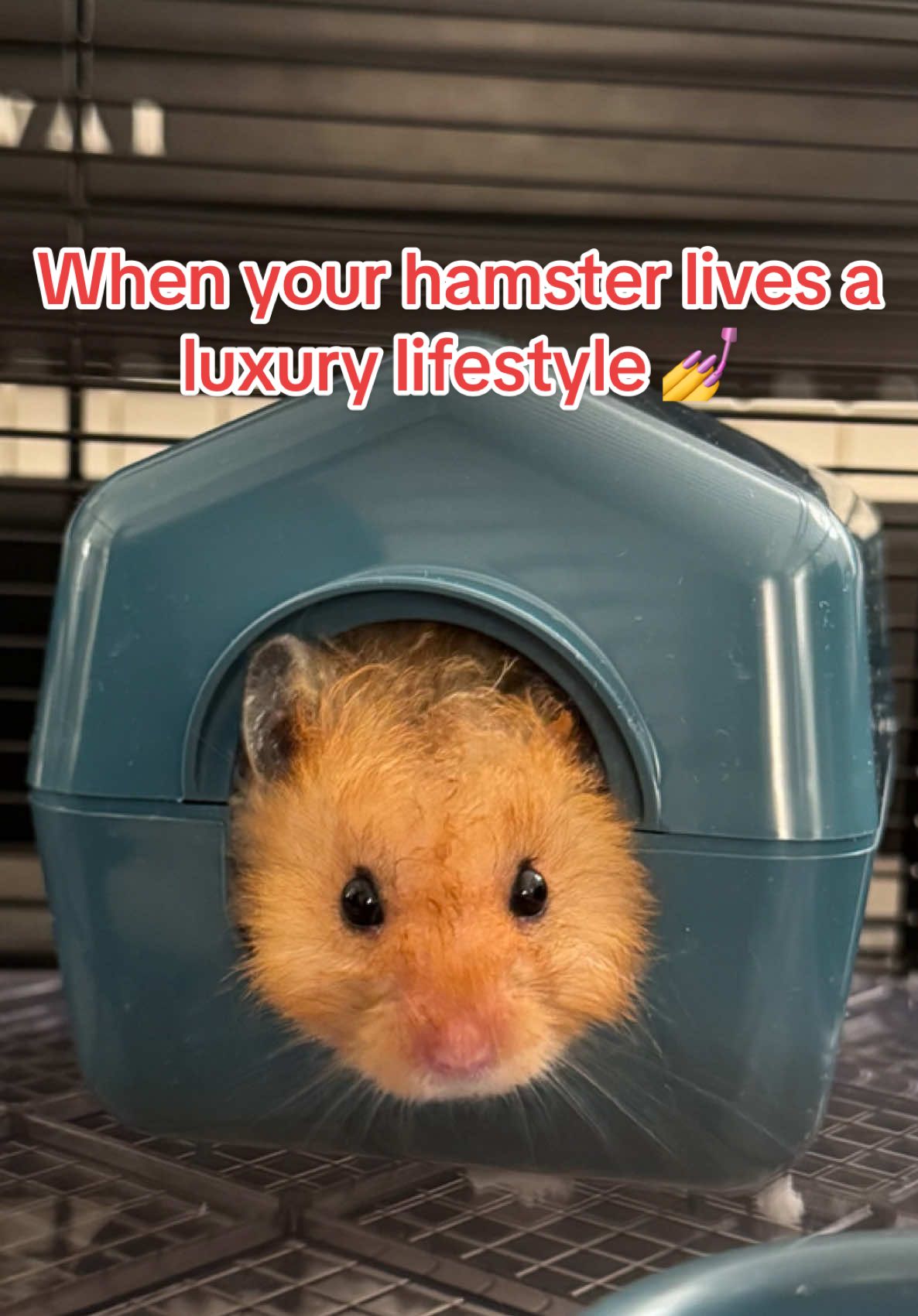 Larry’s got snacks, a gym, and a private suite…he truly has it made ✨ Drop your pet’s bougiest habit in the comments 🐾👇 #petsmart #anythingforpets #hamstertok #smallpetsoftiktok #luxurylifestyle #hamstersoftiktok @Larry the Hamster 