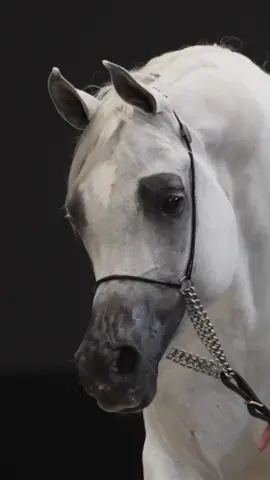 #horse #arbianhorse 
