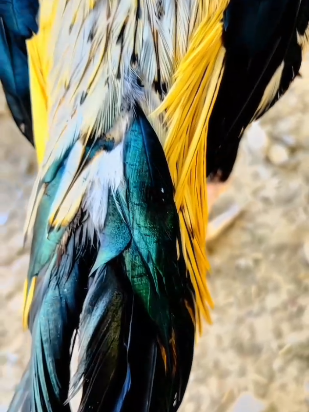 best aseel #foryou #fyp #viralvideo #viraltiktok #aseelmurga #rooster #rooster 
