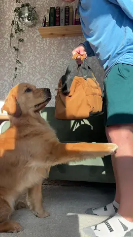 Testing cross contact on the bag this time!  #goldenretriever #dog #dogsoftiktok #pet 