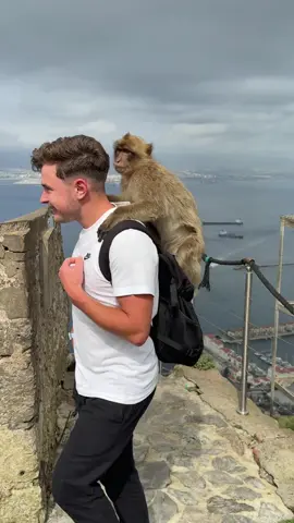 #giblartar#гіблартар#monkeys 🐒