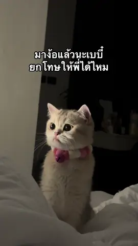 ดูตาพี่ #เธรด #เธรดคลั่งรัก #เธรดความรู้สึก #แมว #แมวอ้วน #แมวติ๊งต๊อง #แมวตลก #fyp #fypage #funny #ตลก #cat #catsofinstagram #catlover #catlife #catholic #cats_of_world #catlovers #cats_of_instagram #tiktokcat #catsoftiktok