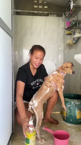 Sobrang bango ng @AKIIKA Life shampoo tapos healthy pa sa skin #akiika #4in1petshampoo #petshampoo #herbalshampoo 