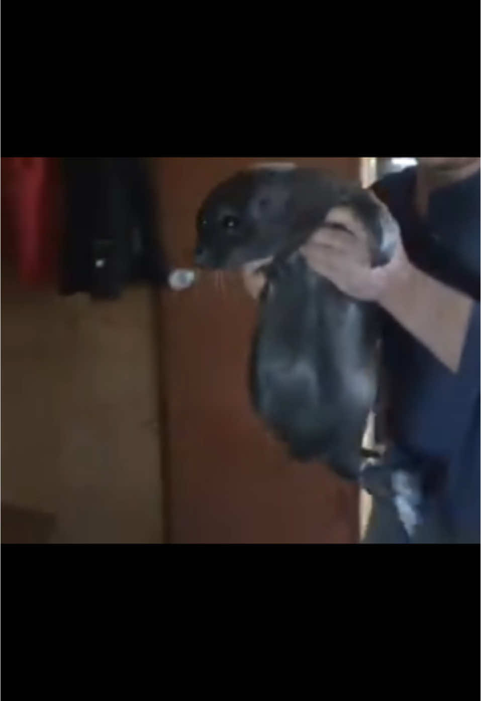Baby has big belly🥹 #seal #cutepets #funnyanimals #foryou #fyp #viralanimal #animalsoftiktok #aww #cutenessoverload