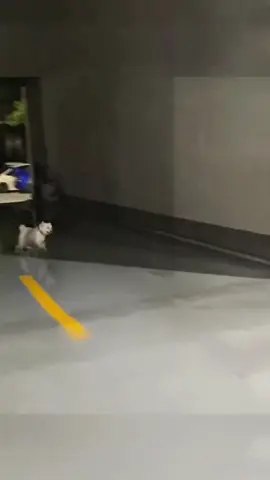 Try not to laugh 😂😂😂 #funny #animals #funnypets #funnyanimals #catsoftiktok #funnytiktok #cat #haha #dog #pet #funnyvideos 