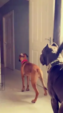 Try not to laugh 😂😂😂 #animals #funny #pet #dog #funnyanimals #funnyvideos #haha #dogsoftiktok #cat #funnypets #PetsOfTikTok 