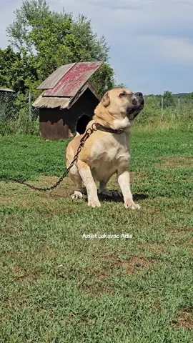 Azijat Pas na lancu #crnagora #bosna #azijatlukavacadis #agresivedog #foryu #viral_video 