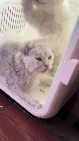 Khổ hơn chữ khổ nữa 🥰  #vitaminmeomeow #douyin_china #viral #cutecat #pet #cat #xuhuong 