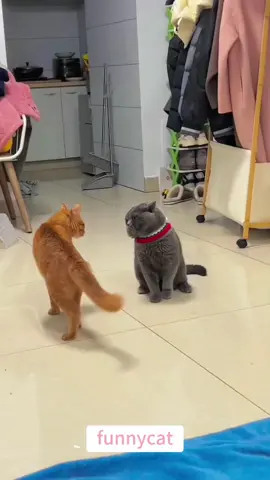 so funny!!!#cats #cutecats #foryou #funnytiktok #funnyvideos #usa #funnyanimals #fypシ #cute #funnycat #catlover #funnypets #viral #funny
