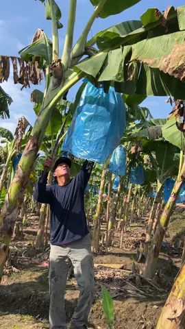 Very strong! Uncle's banana cutting skill. #fruit #fruits #asmr #yummy #fpy 