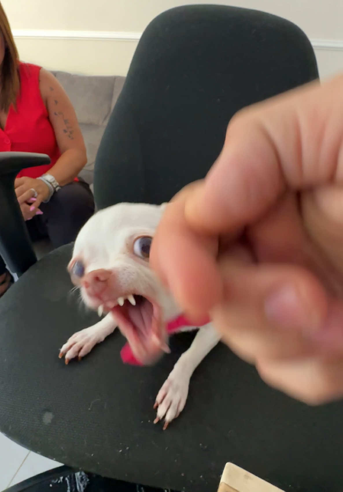 Niki is the best dog in the world😍(ניקי המלכה שלנו) @Eviatar Ozeri @Nikiozeri #chihuahua #dogs #kuchikuchi #angrydog #nikiozeri #niki #dog #mreviatar 