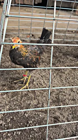 Mewakili 7 bersaudara satu” nya jantan😍#pumkinhatch🐓🇵🇭 #lombokfypシ゚viral #peternakayambetet #peternakayambetet 