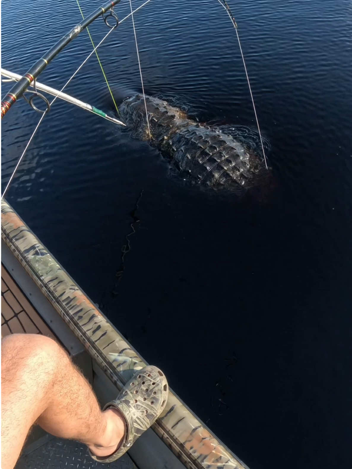 Adrenaline dump!! Giant 12’2 alligator gives us a show!! Only 10 days out from the start of the 2025 public alligator season!! 🐊🔥 #dontmissout #fein #publicland #gatorhunting #publiclandhunting #guidelife #guidedhunts #florida #myhappyplace #fyp #goodtimes #cantstopwontstop #tistheseason #getoutdoors