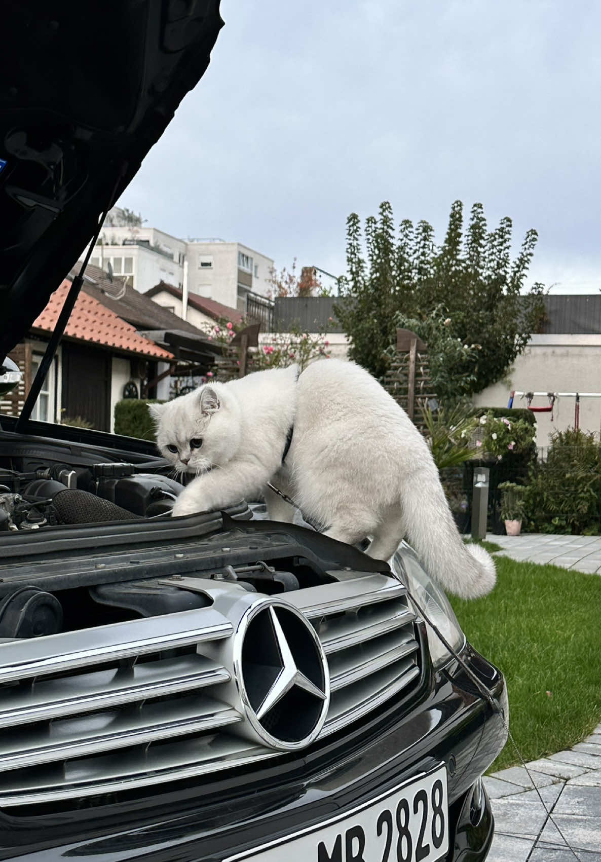 OilPaw Bounty                                                        #xybca #cat