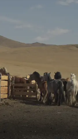 Despite tough winters and drier summers, Mongolia's herding communities are thriving in a changing landscape. IFAD's Recipes for Change chef, @sikingofficial, visited them to see how they're building resilience and honoring age-old traditions with IFAD's support.