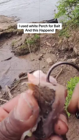 Use this Bait to catch a Big Fish