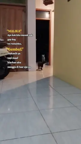 #anjingpintar #anime #animals #fyp #anjinglucu #kucinglucu #cat 
