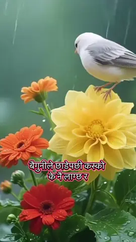 #fyp #goviral #nepalitiktok🇳🇵 #foryou #sadsong @pk879_ 