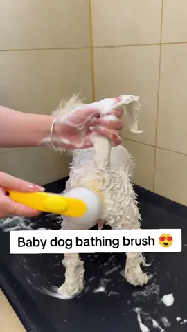 #LiveOutlandish #bichonfrisé #dogsaccessories #cutepetgoodies #petslover #DogCare #dogownersoftiktok 