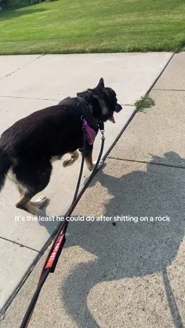 Wait till the end to see the rock. This dog lifts his leg to shit but only on walks. It's insane. He literally stepped up on the rock and took a shit. I stood there in complete fucking disbelief for like 2 minutes and then picked it up. But if he can shit like that, he can carry it too.  #funnydog #walkingthedog #doghumor #dogpoop 