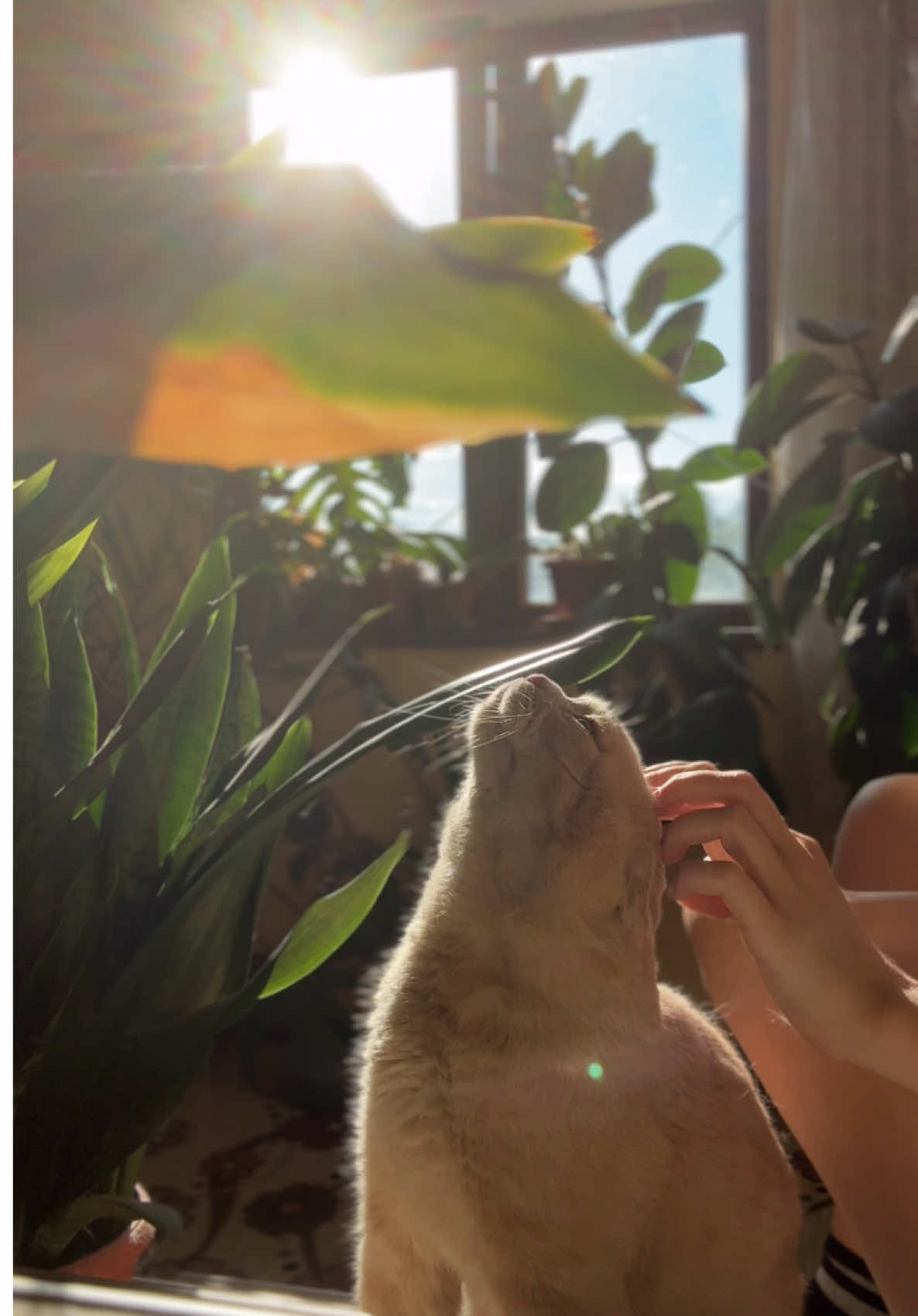 … 🫠💛 #cat #cattok #catpurring #soft #fyp 
