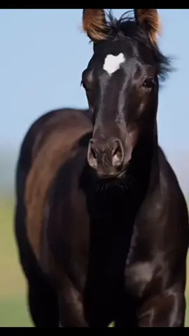 #tiktoktop #loveyou #chevaux #pferde #animalsoftiktok #horseoftiktok #horse #fyp #magic #konie #god 