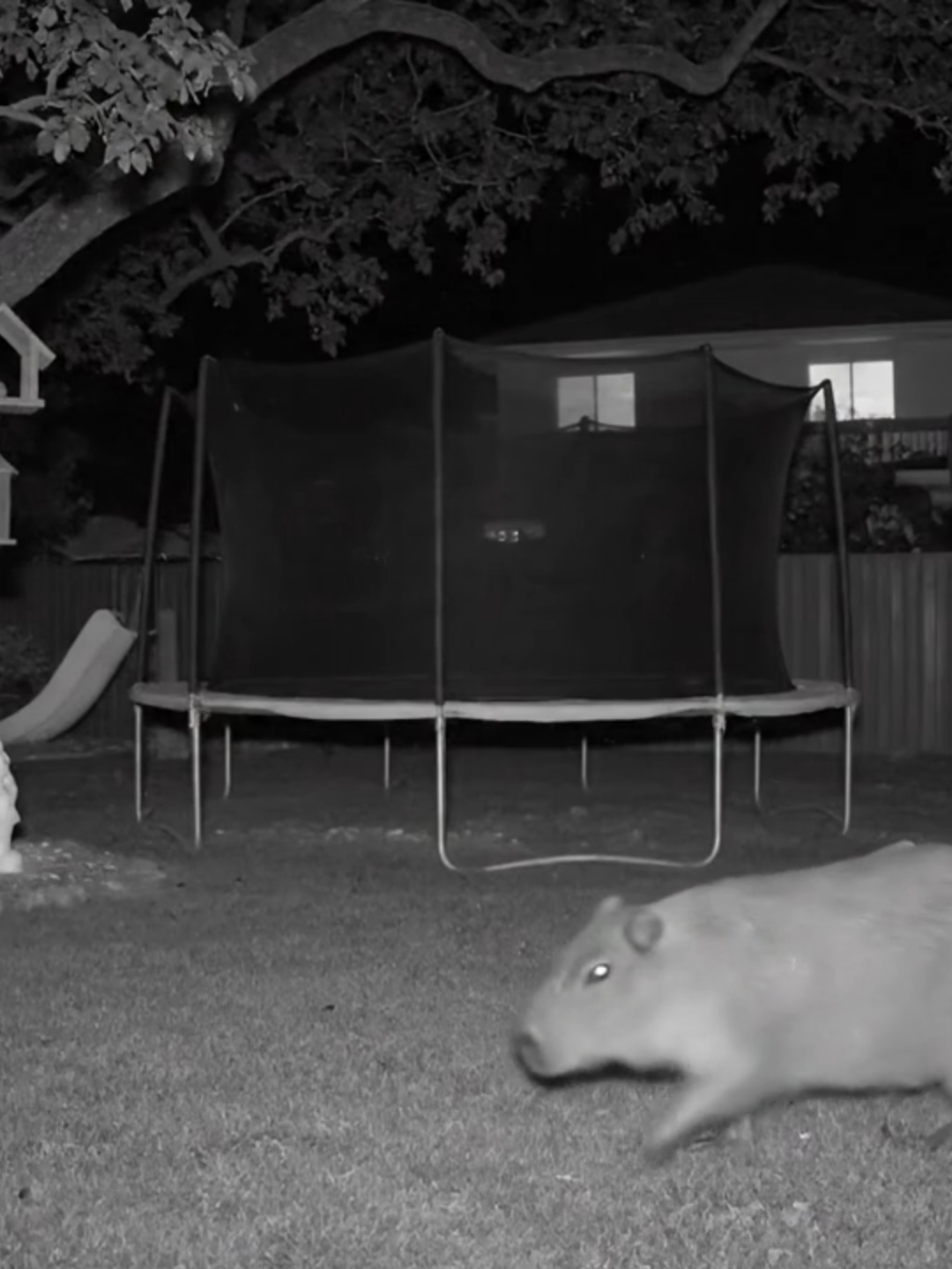 cctv has caught this capybara in my backyard #capybara #fyp #middlefingerup #memestiktok
