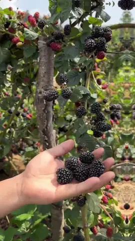 bibit blackberry, blackberry#blackberry #bibitblackberry 