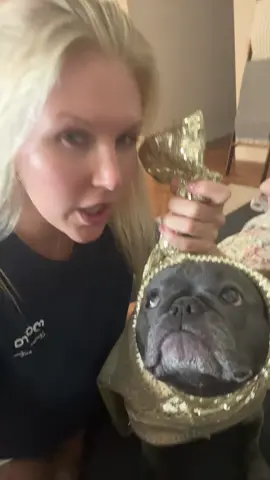she’s so mad at me #labubu #frenchbulldog #24kgoldlabubu 