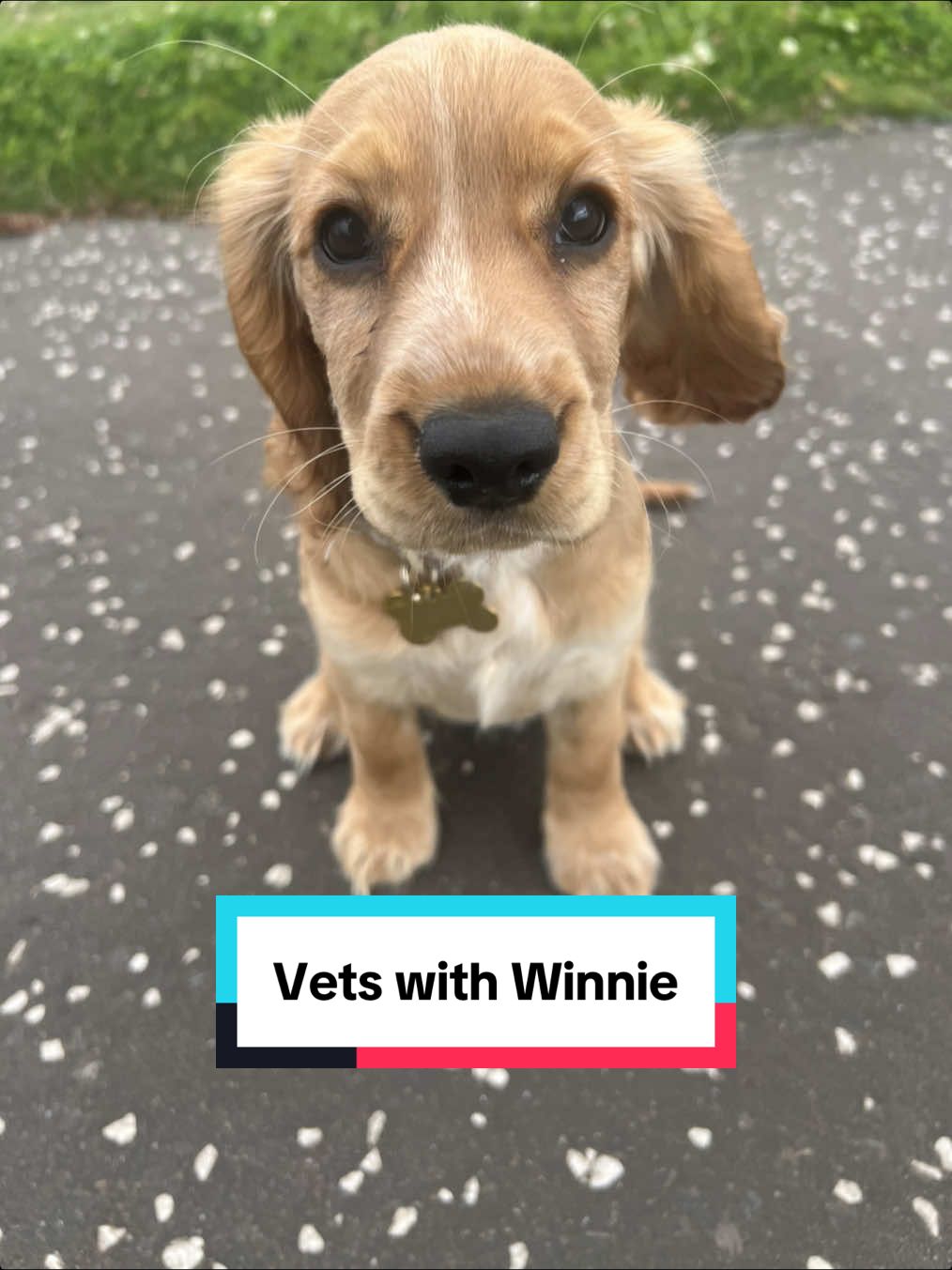 Today Winnie got her third set of jags and she took it like a champ.  Followed by a trip to the park where I was brave and let her off her lead, her recall was great and she came right back, however I won’t be doing this everytime 🙈🤣.  We have been going to Heritage Vets in Dalkeith, which Winnie really likes going to (she loves the attention) and I’m really impressed with it also.  She’s taken this third set like a champ and it’s surprisingly not had her absolutely knackered.  #cockerspaniel #cocker #cockerspanielsoftiktok #puppytok #cockerspanielpuppy #newpuppy #newpuppycheck #puppyvaccines #heritagevetdalkeith #sleepypuppy #familytok #family #fyp #fullyvaccinated #dogwellness #dogwellbeing 