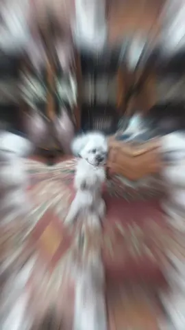 Teddy bear #dancingdog #fyp #foryoupage #smartdog #cutedog #doggydance #dogbegging #dogsoftiktok 