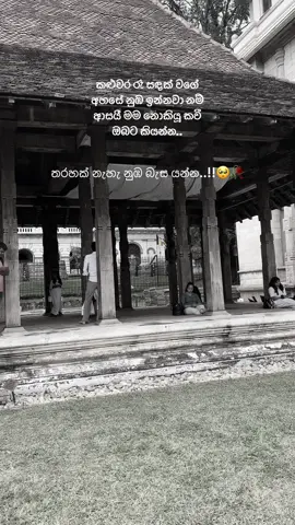 ආසයි මන් නොකී කවී ඔබට කියන්න..🤍😪   #fry #kandy #world #foryou #onemillionaudition #sounds #feelings #mindrelax #music #trending 