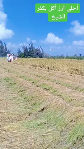 محافظه كفر الشيخ حصاد الرز 🌾 اول شهر 8 🫡🌾