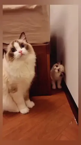 #catsoftiktok #funny #cat #catlover #funnymoments #fypシ゚viral #pets 