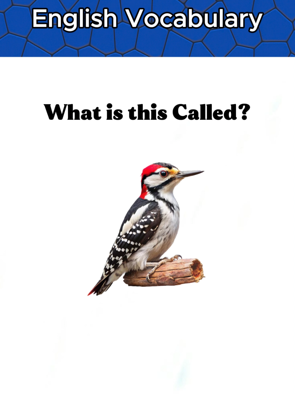Learn English Vocabulary  #english #englishpractice #englishwords #vocabulary #learnenglish #trivia #viral #quiz 