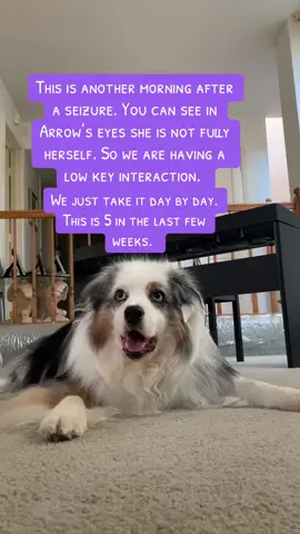 Arrow after another seizure. It’s so sad to see her dealing with these. They come out of no where, no warnings. We just try to her as stress free as possible. 🙏🏻💜🐶#dogseizuresawareness #dogepilepsy #australianshepherd #aussielover #sweetdog #doglover 