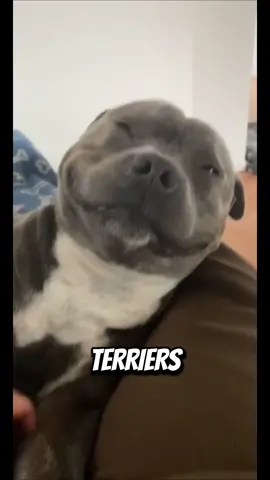 Introducing the staffy dog#staffy #doglover #dogsoftiktok #dogsofttiktok #dogs 