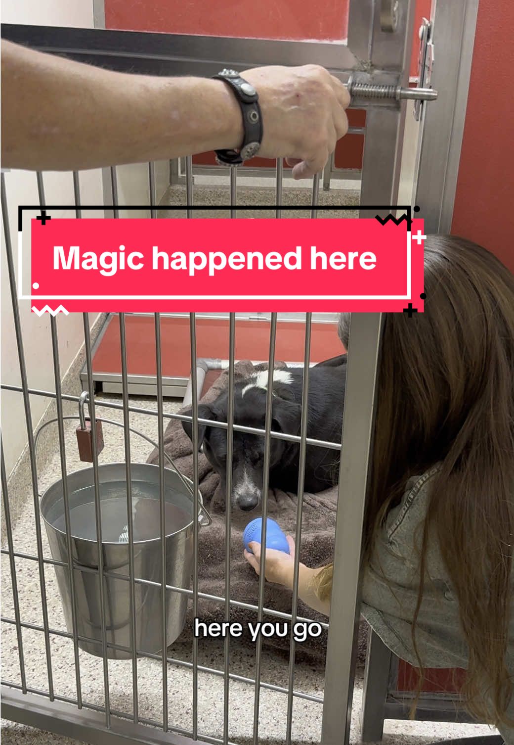 Earning trust, one Kong at a time. Thank you @KONG Company for creating this unique opportunity to spread joy for Kong Day and thank you @Friends of PACC for opening your doors to us — demonstrating how you use every opportunity to create a moment of magic for these animals. We love you both.  #KongDay #Dogust #KongGivesBack #ShelterPetsRock #PimaAnimalCareCenter