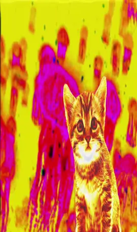 Jellyfish, Cats, and breakcore, me. #fyp #cat #tripping 