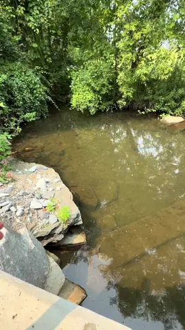 Hidden in plain sight….  You only see Bobby if he lets you see him 👀😅    Day 7 is recorded and will be posted shortly, for now enjoy this video of Bobby enjoying worms 🙏🏼    #fishing #troutfishing #freshwaterfish #Bobbythebrowntrout #dudessupportingdudes 
