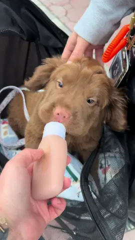 He’s going to fly away with those ears 🥺 #cockerspanielpuppy #cockerspanielmix #babydog #puppy #sharpeimix 