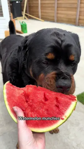 His favorite snack 🍉 #rottweiler #dogsoftiktok #fyp 