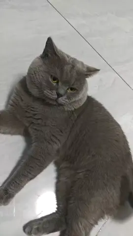 #comedy #pets #trynottolaugh #catsoftiktok #PetsOfTikTok 