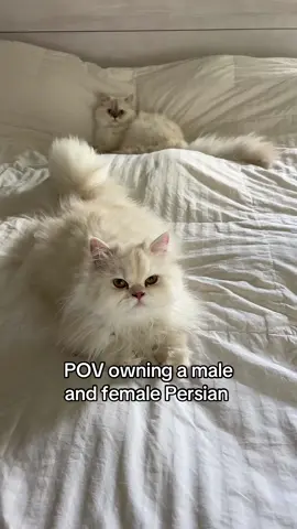 mika can’t chill in peace  #catsoftiktok #fyp #cat #cattok 
